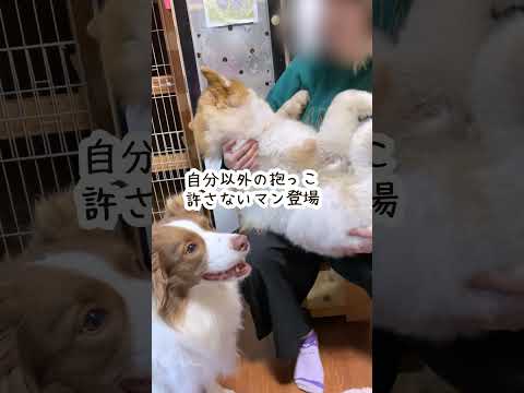 ボーダーコリーと他の犬との共存