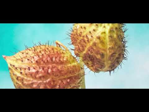 Suna feat  Yumi   Perdre la raison Lyrics Video