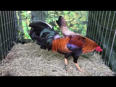 Pure Larry Romero Sweater brood pair direct 1-512-905-2005