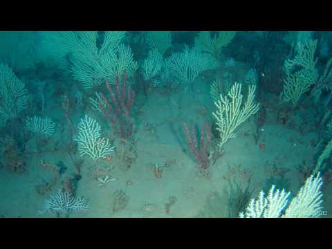Coral reef long presumed dead rediscovered "teeming with life" ...