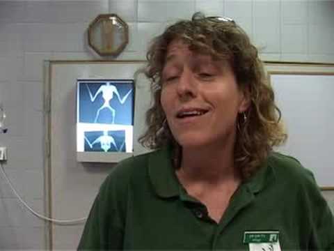 New set of wheels for Jerusalem's disabled tortoise