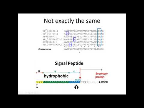 Motif searches and regular expressions in VEuPathDB