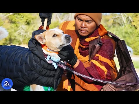 The Stray Dog Who Was Never Adopted And His 106-Day Walk for Peace with the Monks