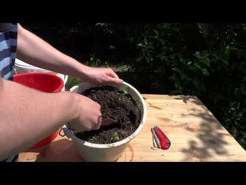 [DIY] Bokashi-Eimer kostenlos selbermachen