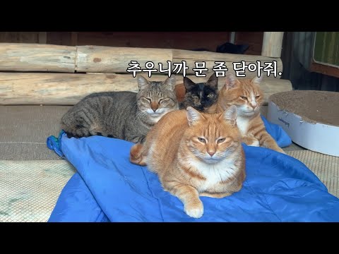 따뜻한 온돌집에서 나가기 싫은 산골 고양이들