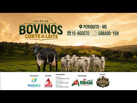 Leilão de Bovinos Corte e Leite 15 de agosto Periquito MG
