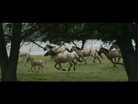 Восстановление в украинской части дельты Дуная: как ревайлдинг помогает природе