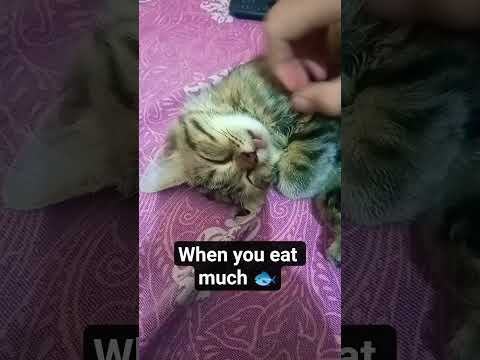 Cute cat eat much 🐟 #cat #funny #dramacat