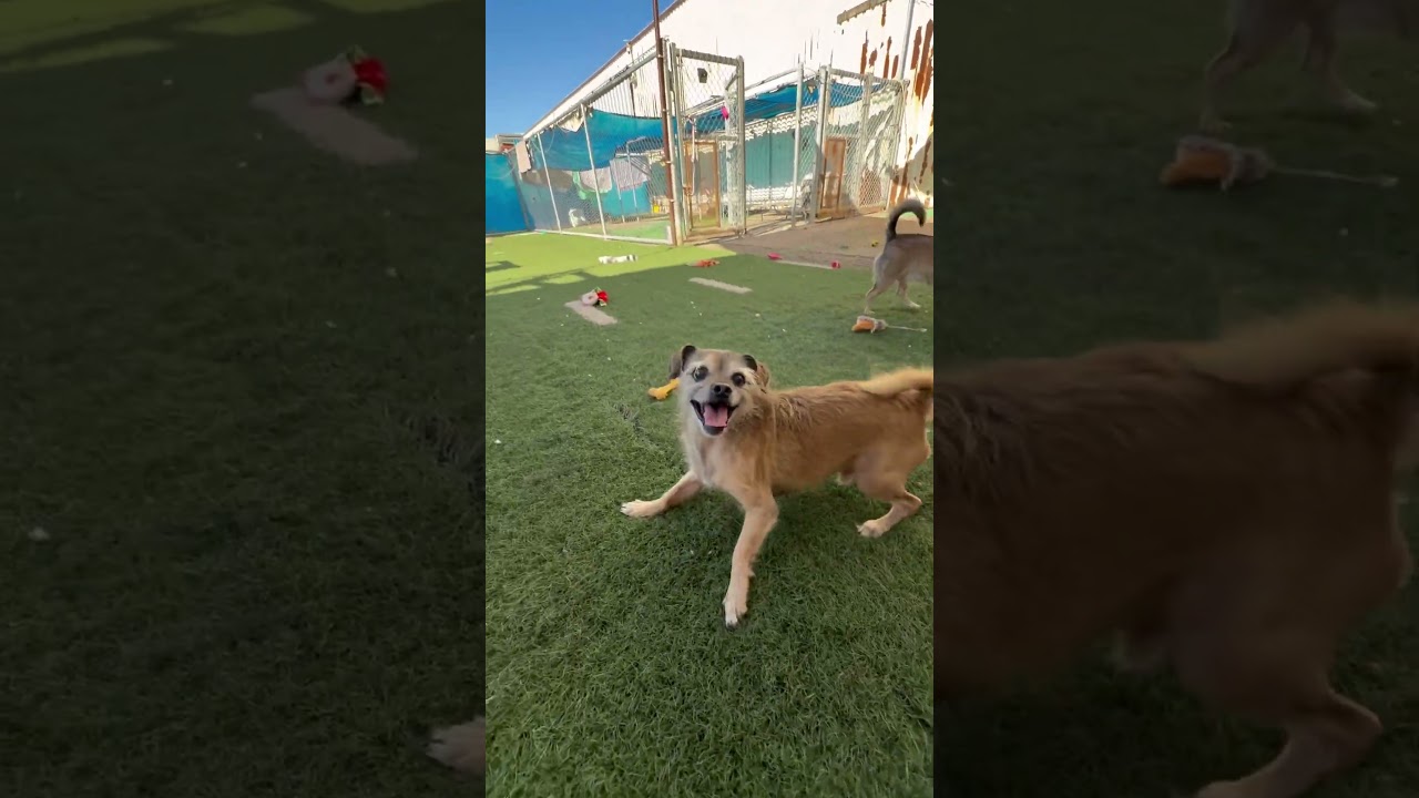 Chewy, an adoptable mixed breed in PHOENIX, AZ video 2/6