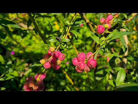 Kanadské borůvky - zhodnocení odrůd, ochutnávka, TOP 5 našich odrůd.