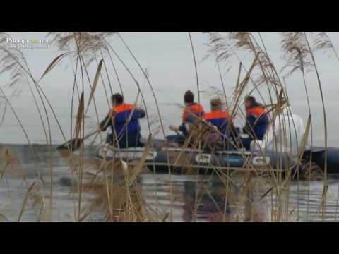 Labodi na Gajševskem jezeru