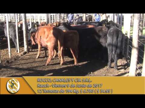 09-06-17 Venta de Hembras - Rocco, Canales y Cía. S.R.L. - Rauch