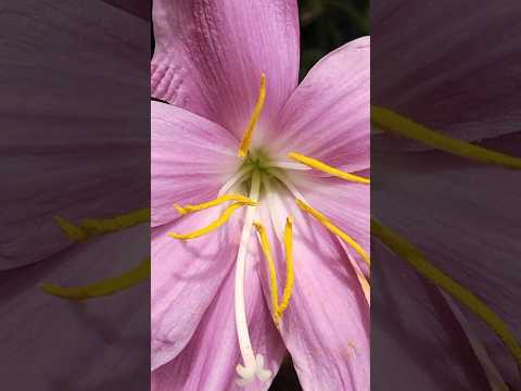 pink flower 💕#like #nature 🌳#shortsviral #shorts