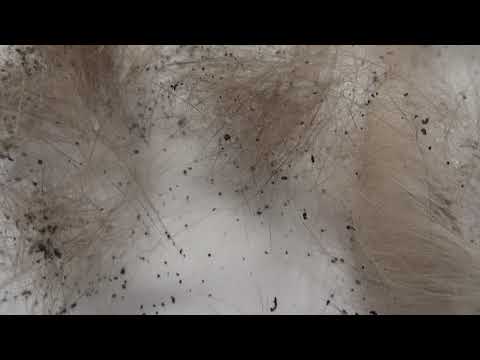 Probleme De Sante Les Parasites Chez Le Chien Le Forum De Roger Le Bouledogue Francais De Mur De Bretagne Probleme De Sante Les Parasites Chez Le Chien Le Forum De Roger Le Bouledogue Francais De Mur De Bretagne