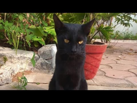 kitty cat compilation 🐈😻🐈‍⬛️