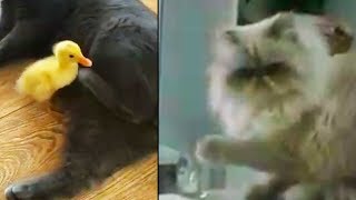 animales Selecciones de video con gatos