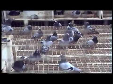Strains of racing pigeons Natural Antwerpen, Belgium