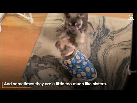 Foster pup has adorable sisterhood bond