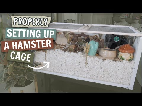 How to PROPERLY Set up a Hamster cage
