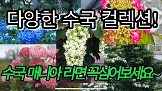 수국 매니아를 위해 모아봤습니다. 원예수국,목수국,아나벨,산수국,떡갈잎수국,등수국