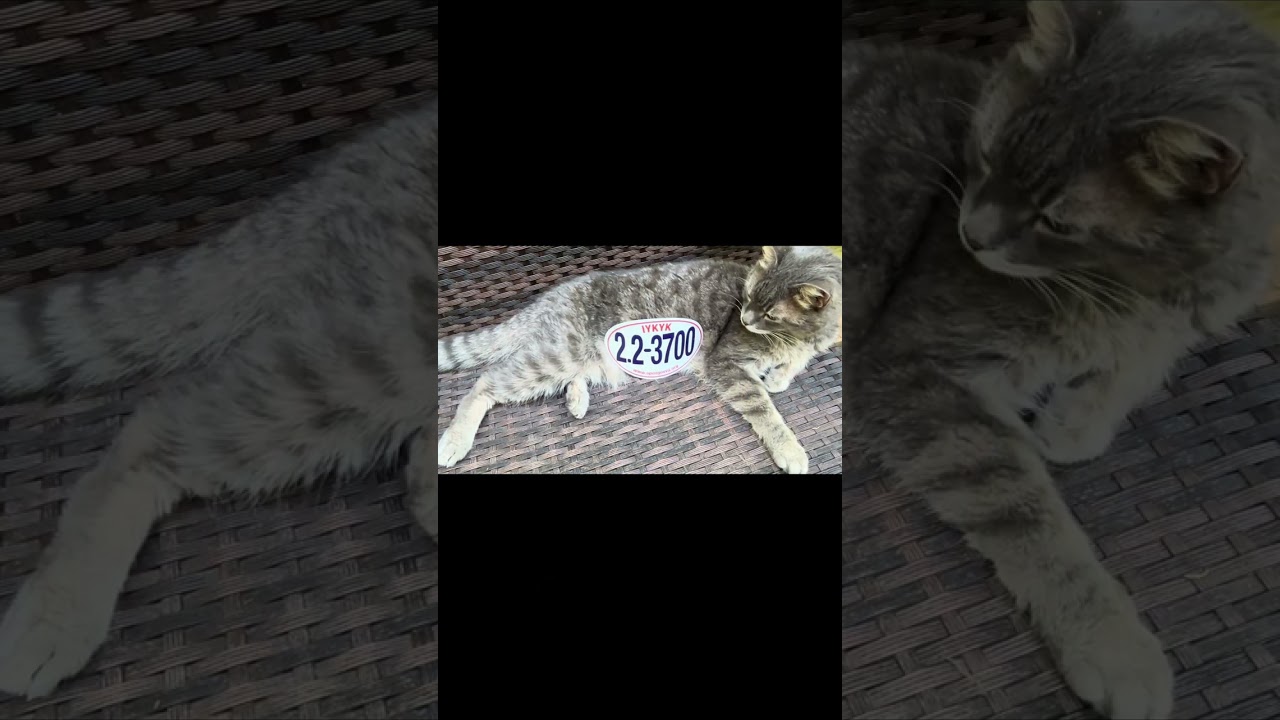 IYKYK 4x6 FOIA car magnets