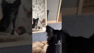 #犬 #犬のいる暮らし #チワワ #チワワを飼う #おもしろ #おもしろ動画 #ペット動画
