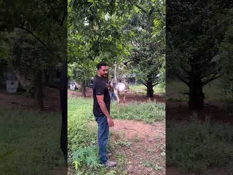 Ostrich #petstationkannur