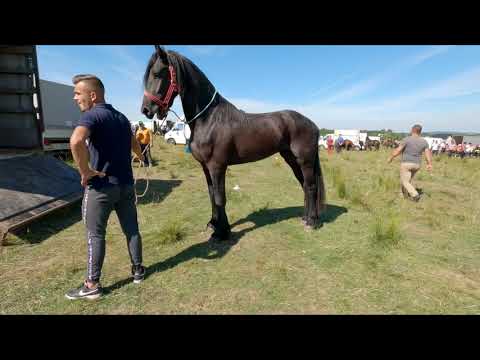 Armăsarul lui Ionuț de la Săcădat Bihor