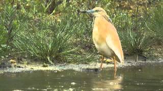 preview picture of video '7.6.12 Crabier chevelu (Ardeola ralloides, Squacco Heron)'