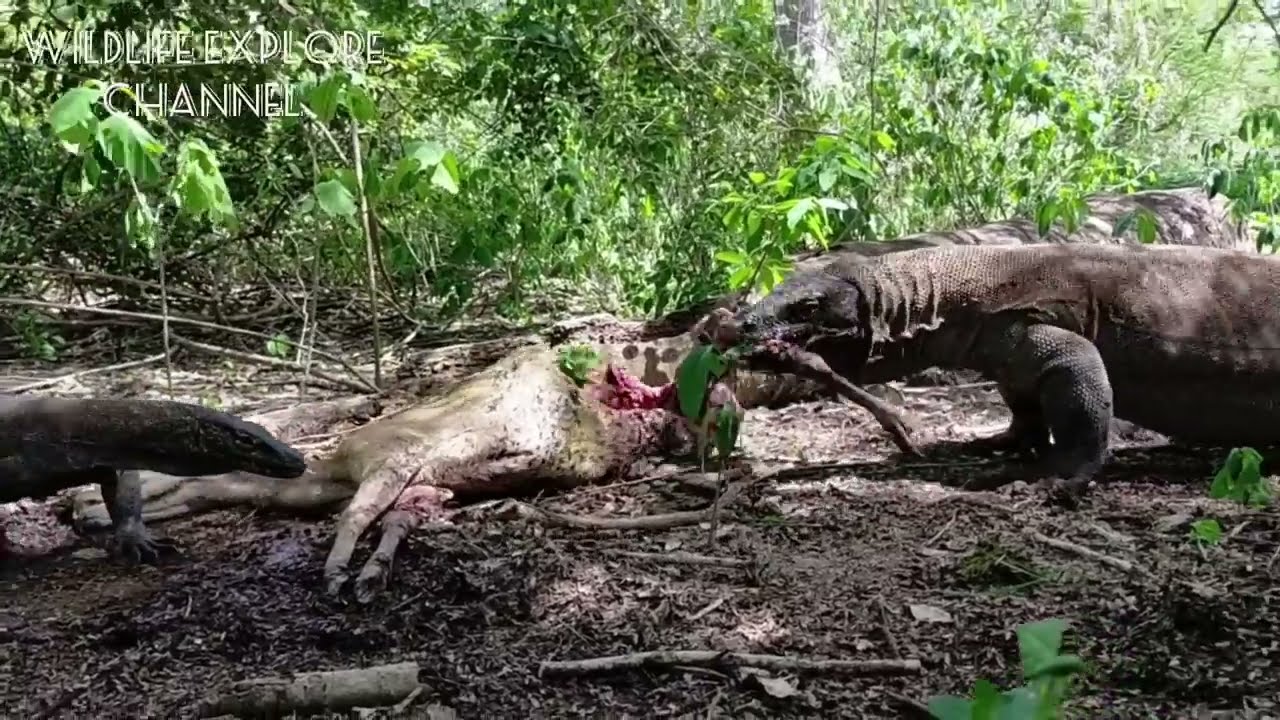 Komodo dragons prey on pregnant deer and their fetuses