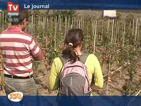 pourquoi la tomate est un fruit