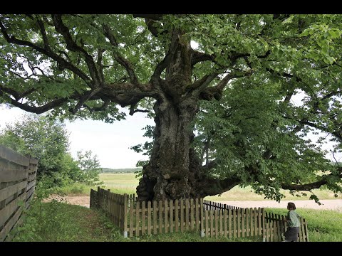 Gediminas Storpirštis_ Palinko liepa šalia kelio