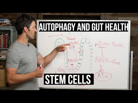 Fasting, Autophagy & Gut Health: stem cells supported by autophagy
