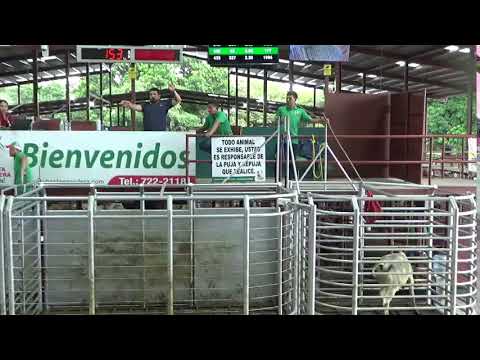 SUBASTA GANADERA DE BOQUERON 5/5/2026