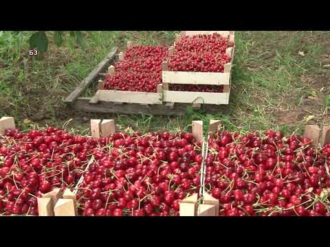 AZIJSKE ILI AFRICKE SMRDIBUBE ILI STENICE - veliki problem za vocare i povrtare u najavi