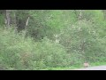 (Canada Goose) - The Last Recluse - Tragically Hip