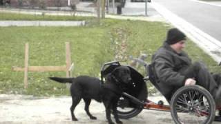 preview picture of video 'dog powered trike , hond trekt ligfiets'