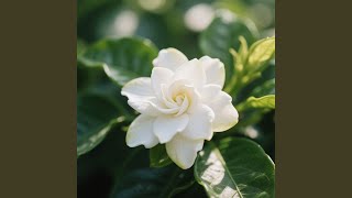 Download lagu Mimpi Bernafas Cahaya mp3