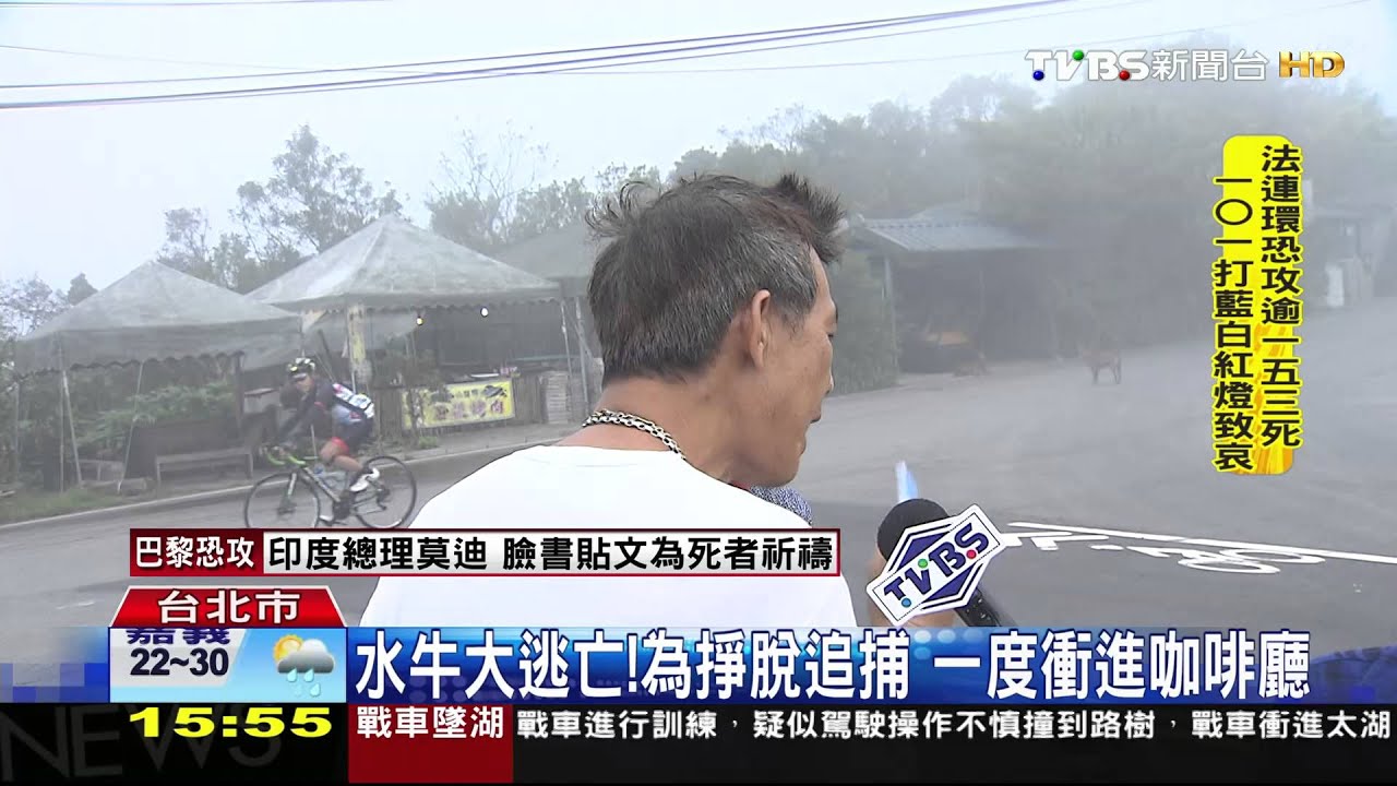 好殘忍！8獵犬追捕水牛　民眾險遭衝撞