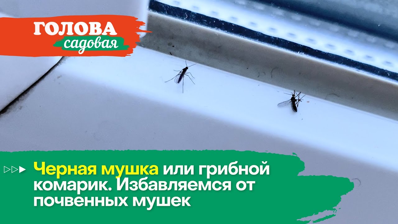 Голова садовая - Черная мушка или грибной комарик. Избавляемся от почвенных мушек