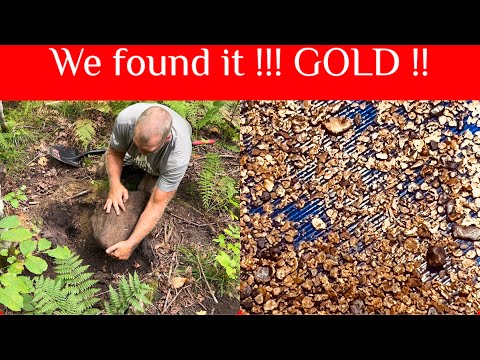 Why is there so much GOLD in the woods ?