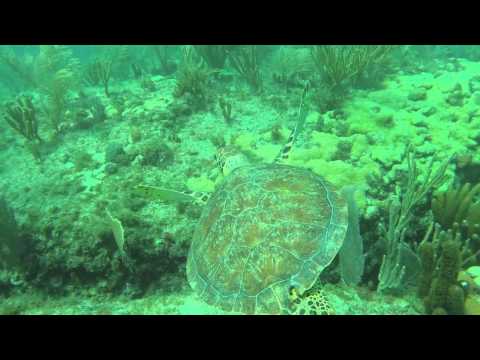 Nursery Reef Dive