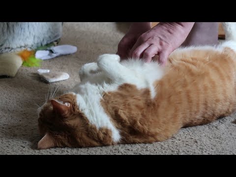 Cat Rolls Over For Belly Rubs