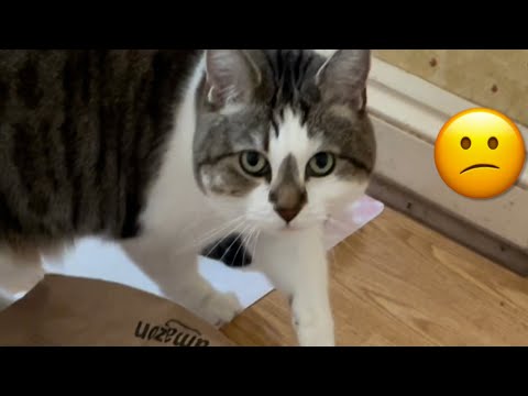 Shae the cat fails at burying her food
