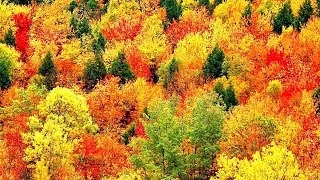 Peaceful Music, Relaxing Music, Instrumental Music, "Autumn Leaves" by Tim Janis