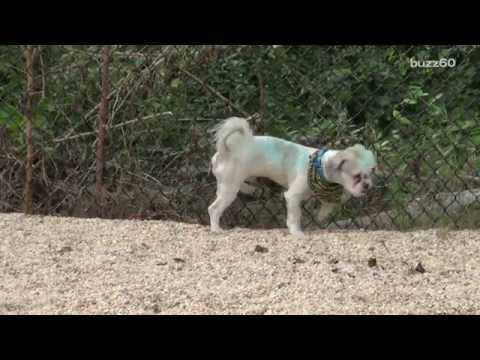 Official who closed public bathrooms ticketed for public urination