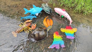 Download lagu Catching Goldfish in the Swamp, Freshwater Turtle, Crocodile, Shark, Pop It, Lobster [Part639] mp3