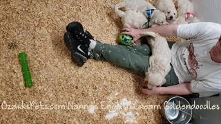 Video preview image #1 Goldendoodle Puppy For Sale in CEDAR GAP, MO, USA