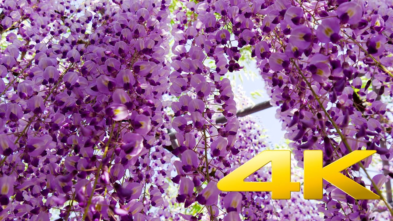 Wisteria Festival Ashikaga Park - Tochigi