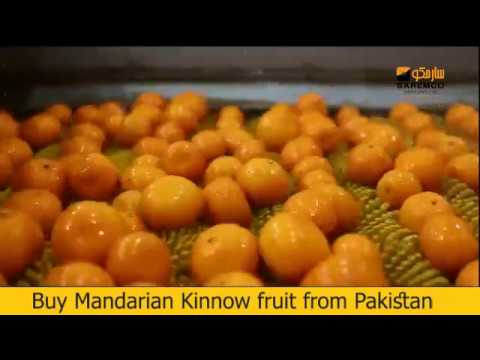 Pakistan is the Innovator of Kinnow- Orange Country in 2019 Pakistan is the Innovator of Kinnow- Orange Country in 2019